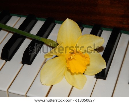 Piano keys narcissus