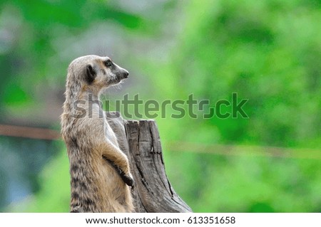 Curious meerkat with green background