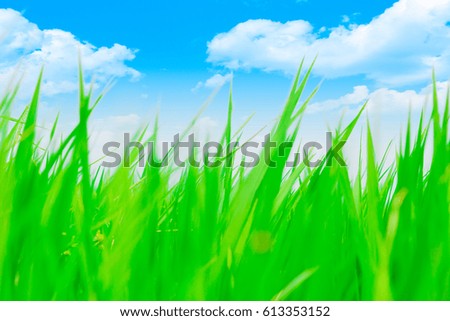 Colorful blur high green grass with blue sky for background in bright vivid cartoon animation color tone.