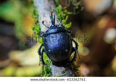Beetle,Dung Beetle,Enoplotrupes sharpi. Royalty-Free Stock Photo #613362761