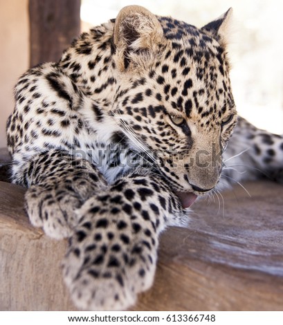 Leopard - majestic creature 