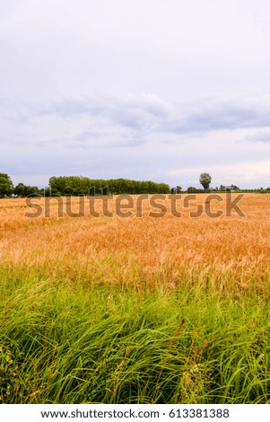 Photo Picture View of Cultivated Field in the countryside