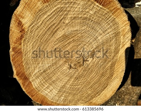 macro oak, cut wood texture