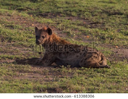African spotted hyena