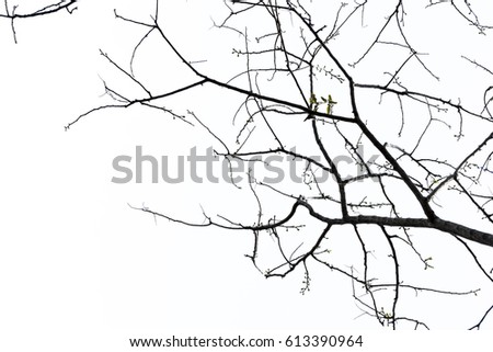 tree branch silhouette photography , isolated white background