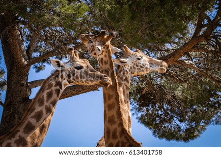 giraffe in a zoo

