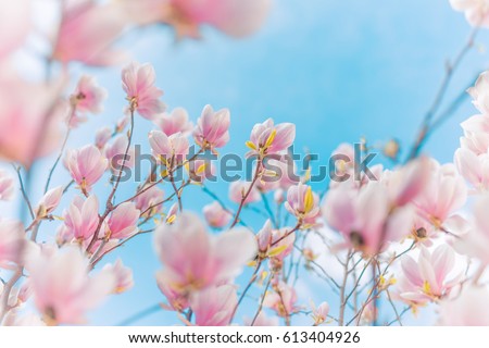 Perfect nature background for spring or summer background. Pink magnolia flowers and soft blue sky as relaxing moody closeup