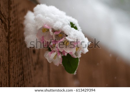 Spring flower covered in snow