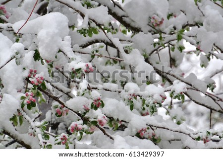 Tree with pink flowers covered with snow