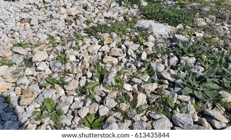 Stone grass photo