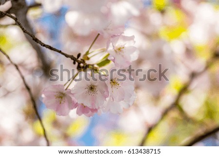 Macro photography of cherry blossoms in spring on the tree, in its natural environment, with shallow depth of field and the background very defocused.
