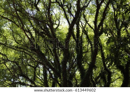 Picture of tree viewed from the bottom. Point of view. Green leaves and dark branches.