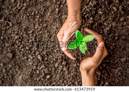 Seedlings are growing in the nursery bag. As the hands of the old woman and the hands of the young man are about to be planted in the fertile soil. Royalty-Free Stock Photo #613473959