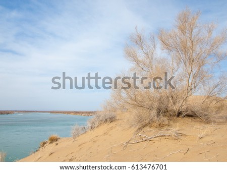 sand. spring. water. snow. Haloxylon. Central Asia,  Sinkiang,  Haloxylon ammodendron, Haloxylon persicum, 
