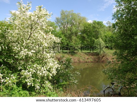 spring river. River and spring forest. Nature composition. Reflexion of clouds in the spring river. Trees on the shore of a river in spring
