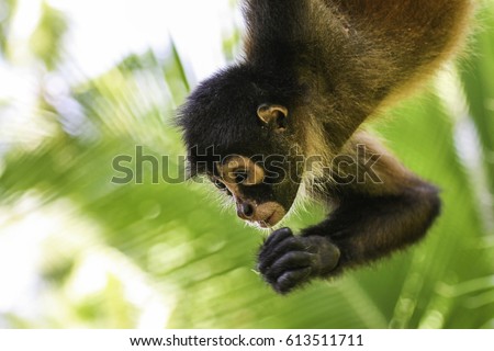 A spider monkey climbs high trees of the rainforest in the Corcovado National Park  in Costa Rica Royalty-Free Stock Photo #613511711