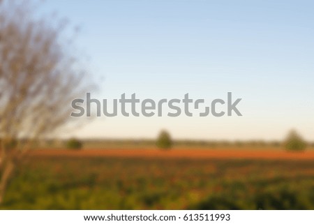 a blurry picture of red poppy fields in spring time at Texas for background, filtered tones