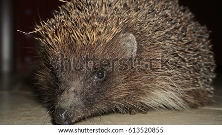  West European Hedgehog Wild Mammal Macro Focus                              