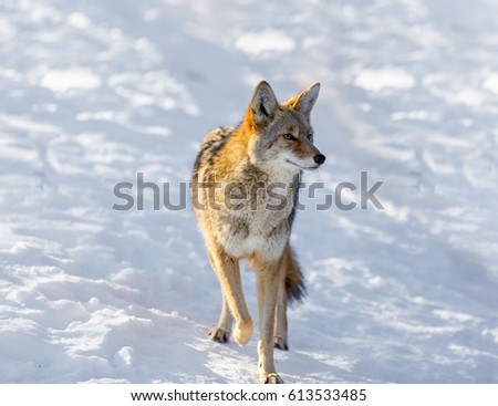 The coyote is a canid native to North America. It is smaller than its close relative, the gray wolf, and slightly smaller than its other close relatives, the eastern and the red wolf.