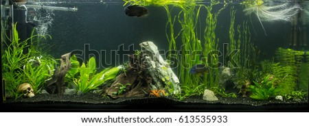  freshwater aquarium, crayfish in the aquarium, large aquarium with fish and plants, driftwood, aquarium