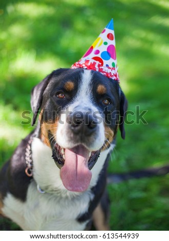 Dog's birthday, Large Swiss Mountain Dog, party, paper cap, celebrate the birthday of a dog, happy birthday my best friend.
