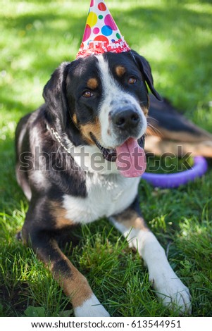 Dog's birthday, Large Swiss Mountain Dog, party, paper cap, celebrate the birthday of a dog, happy birthday my best friend.