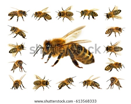 group of bee or honeybee in Latin Apis Mellifera, european or western honey bee isolated on the white background, golden honeybees