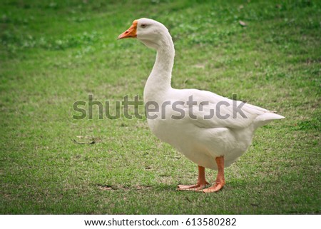 side view of white goose standing on green grass Royalty-Free Stock Photo #613580282