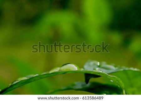 Dew on green leaves texture andbackground