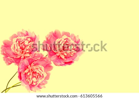 Bright colorful flowers peonies on the background of the summer landscape.