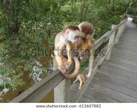 Common squirrel monkey (Saimiri sciureus) Amazon rainforest, Brazil