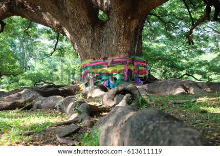 Big Tree, Kanchanaburi Thailand.