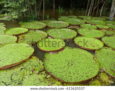 
Victoria is a genus of water-lilies, in the plant family Nymphaeaceae. Amazon, Brazil
