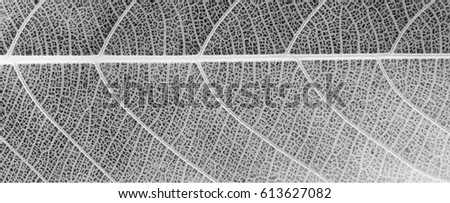 white leaf texture