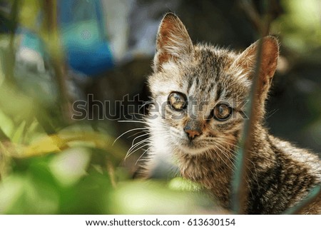                                kitten in the grass