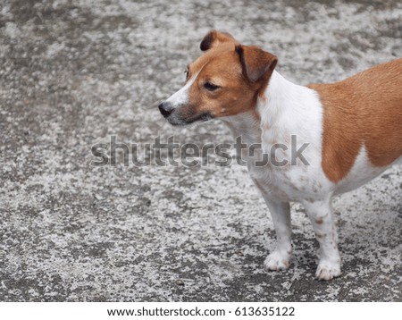 happy active young handsome Jack Russell terrier dog white brown color portraits closeup blur background making serious face under morning sunlight on a good weather day
