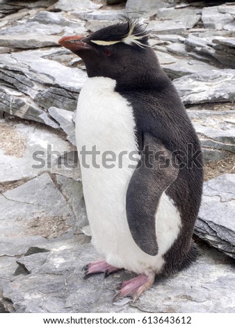  Rockhopper Penguin, Eudyptes chrysocome, Sea Lion Island, Falkland Islands / Malvinas