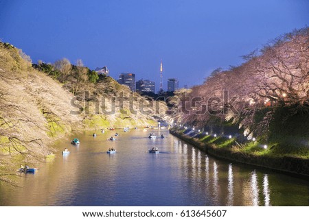 Night view of massive cherry blossoming with Tokyo tower as background. Photoed at Chidorigafuchi, Tokyo, Japan.