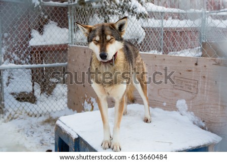 Sled dog in Yellowknife, NWT
