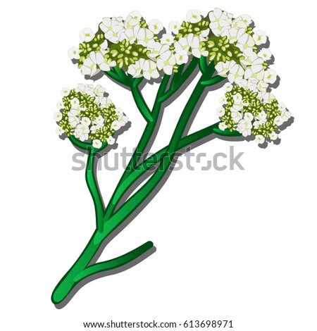 Medicinal herbs with white flowers isolated on white background. Vector cartoon close-up illustration.