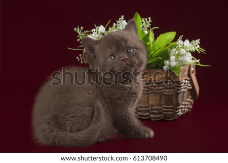cat on a background isolated