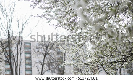 Decorative spring cherry flower blossom in the street park with buildings in the background