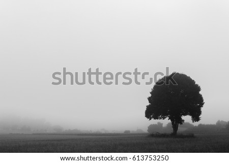 Black and white picture of a lonely tree in a wheat field along the Camino de santiago in Spain