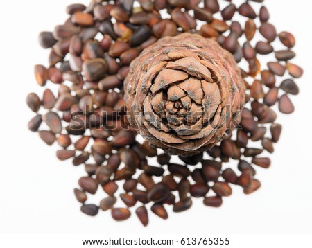 Cedar cones and inshell nuts