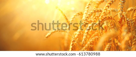 Wheat field. Ears of golden wheat close up. Beautiful Nature Sunset Landscape. Rural Scenery under Shining Sunlight. Background of ripening ears of wheat field. Rich harvest Concept. Label art design Royalty-Free Stock Photo #613780988