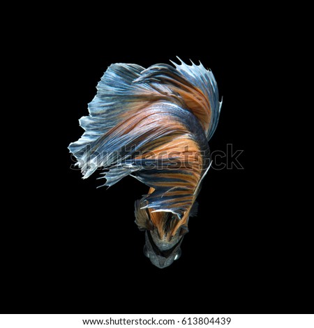 Capture the moving moment of yellow blue siamese fighting fish isolated on black background.