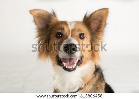 The beautiful Border Collie named Shirley in the studio for her photoshoot