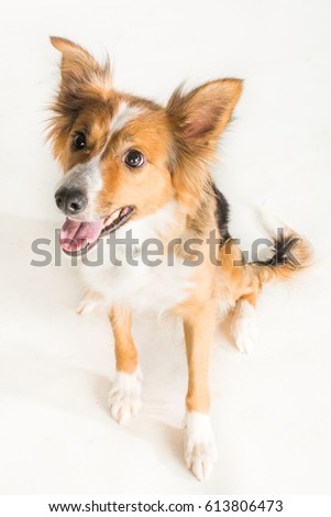 The beautiful Border Collie named Shirley in the studio for her photoshoot