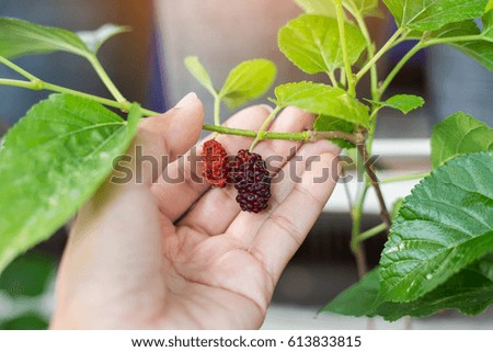 Hand holding mulberries in garden with sunlight 
