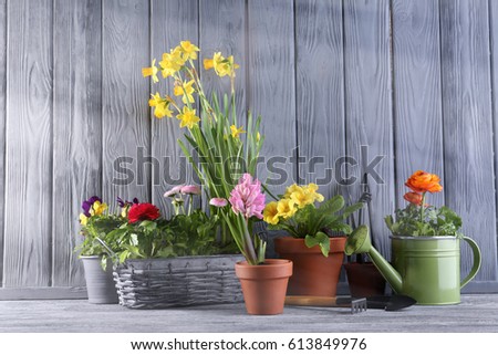 Beautiful plants in pots on wooden background